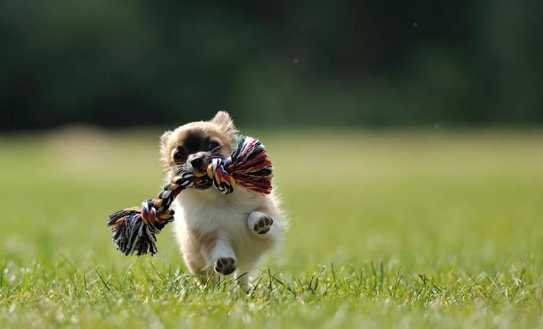 健康护理小知识分享,让你更加了解你的萌宠!