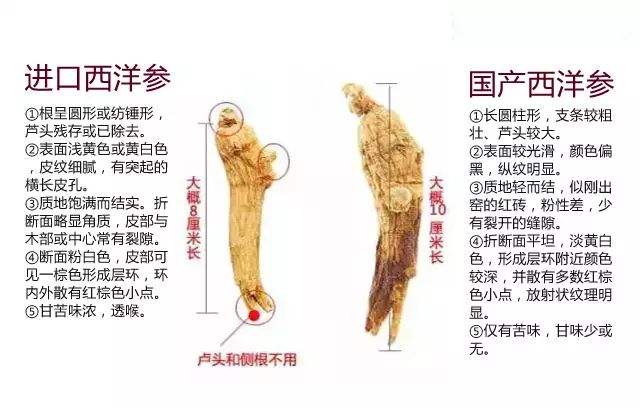 进口西洋参与国产西洋参有啥区别如何辨别西洋参品质