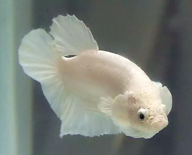 短尾组金属浅色短尾组深单色短尾组双色蝴蝶更多比赛参见:2019年,属于