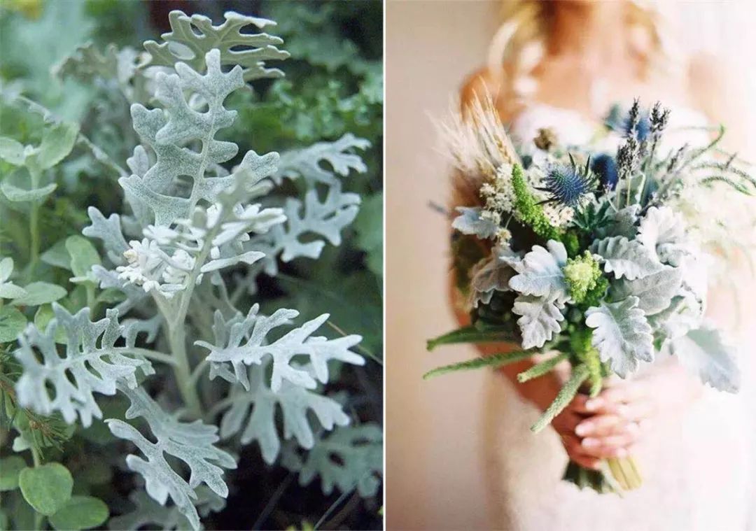 银叶菊蕨叶文竹插花本没有温度,之所以会呈现出热烈或清凉等不同的