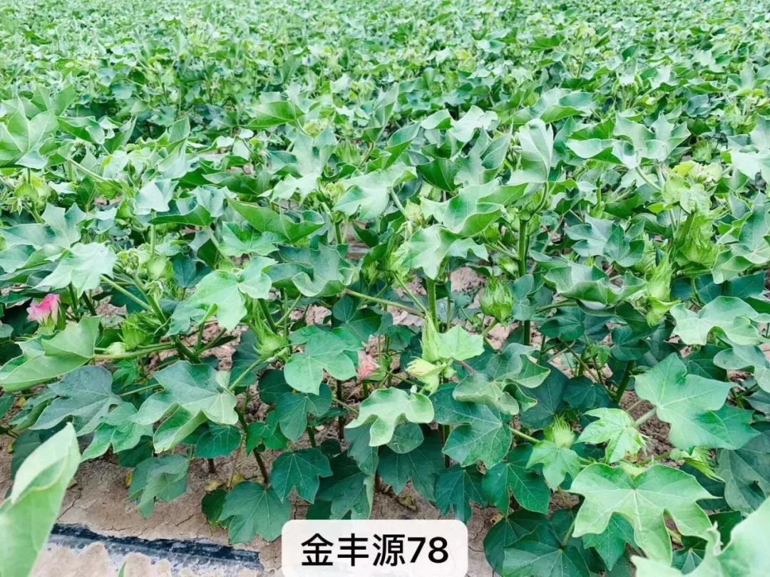 分享2019年博州棉花打頂時間的預報及田管要點