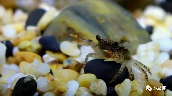 迷你豹点苏蟹小家伙等你撩