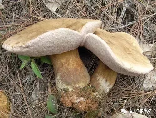 吃货们赶快看过来,这些菌子真的不能吃!_毒菌
