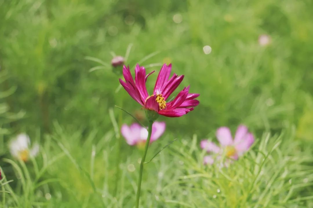 格桑花开花开成海