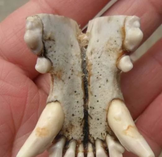 没处理过的下牙:血刺没处理过的上牙:血凌处理过的下牙:拔天处理过的