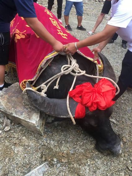牛王擎天柱寿终正寝一代传奇就此落幕