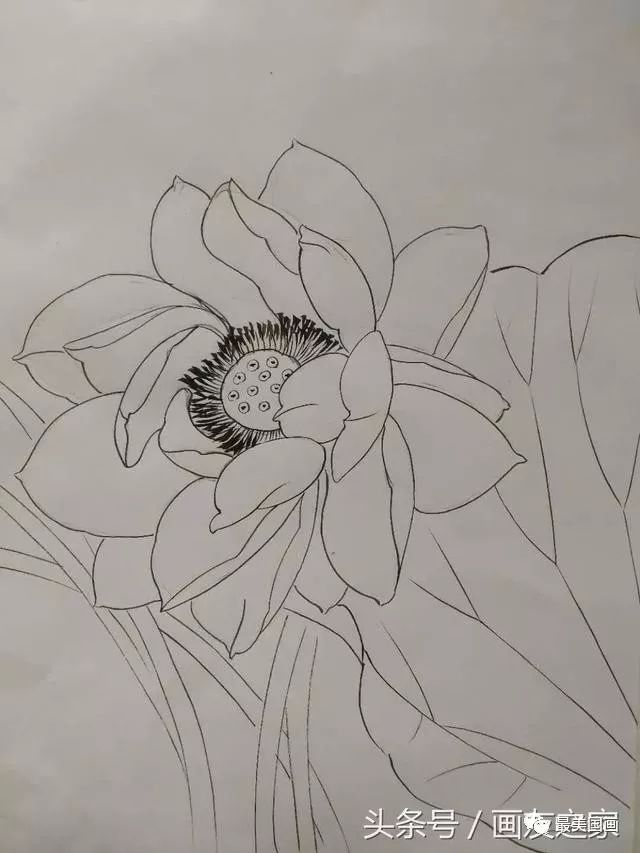 工筆荷花白描寫生解析