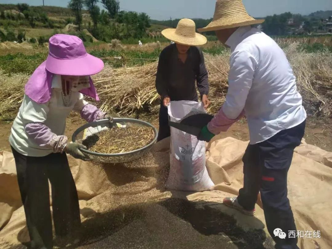 又到收菜籽的时节了这些场景在西和农村才能见