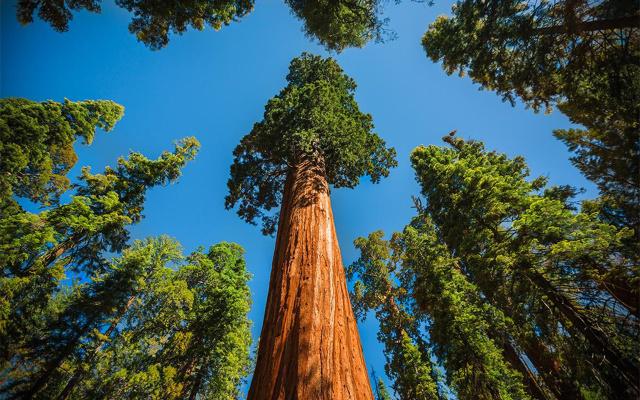 还得看整体体积,虽然雪曼将军树的高度不及澳洲的杏仁桉树,只有83