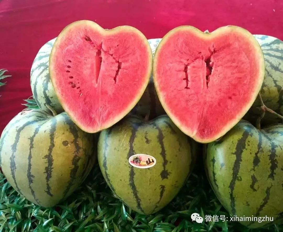 难道你不心动么南山心型和元宝型西瓜来自南山西瓜节现场的"福气西瓜"