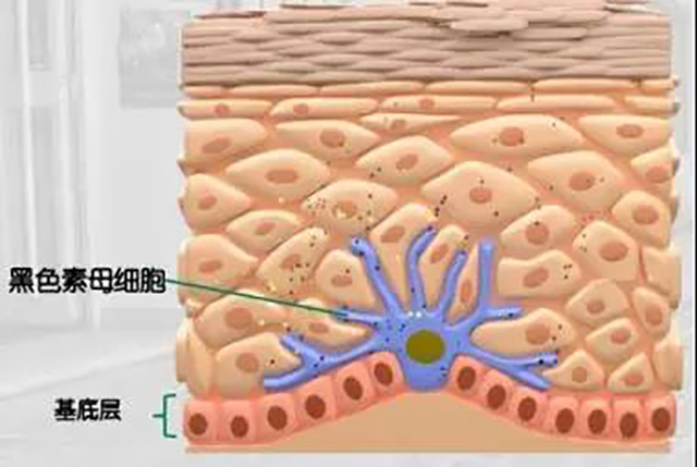 而是一种叫黑色素原生物质的物质,也叫做色素母细胞