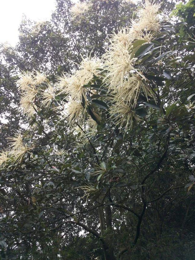 黧蒴锥是接禾雀花之后的又一开花之植被.