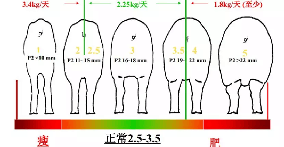 母猪体况评分标准图图片