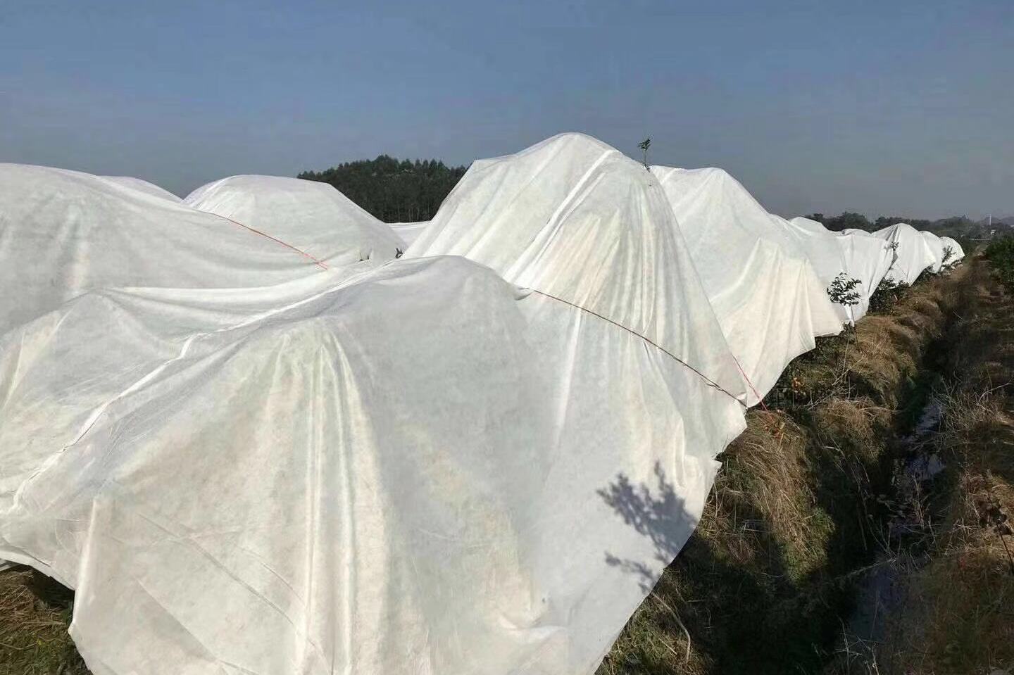 柑橘防寒布温度测试视频