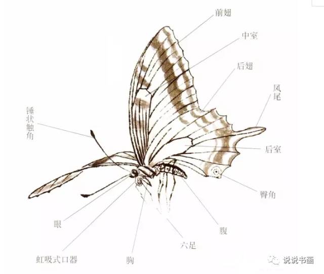 蝴蝶的身体分为头部,胸部和腹部,躯体表面密披着整齐的鳞片和鳞毛