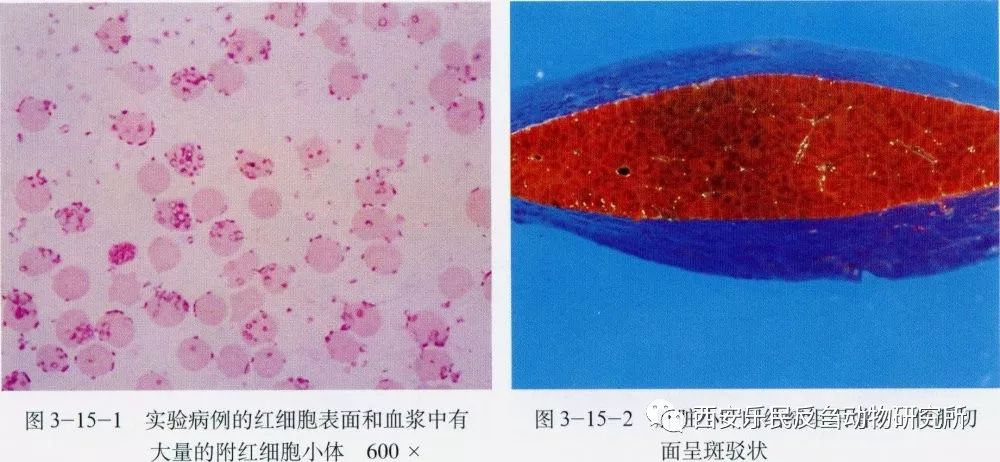 猪链球菌解剖图图片