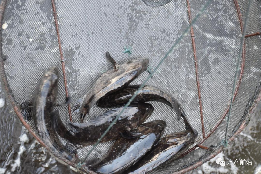 5000-10000亩,1年的产量6000吨左右,主要是青斑,珍珠龙胆,龙胆,云龙斑