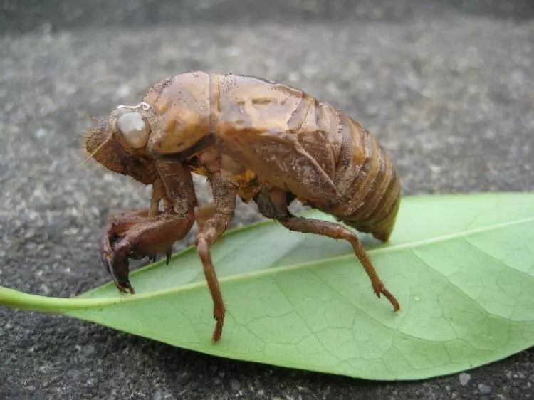 潮汕人,高达7000元/斤!最近好多人都在找它!路边的树上可能就有!