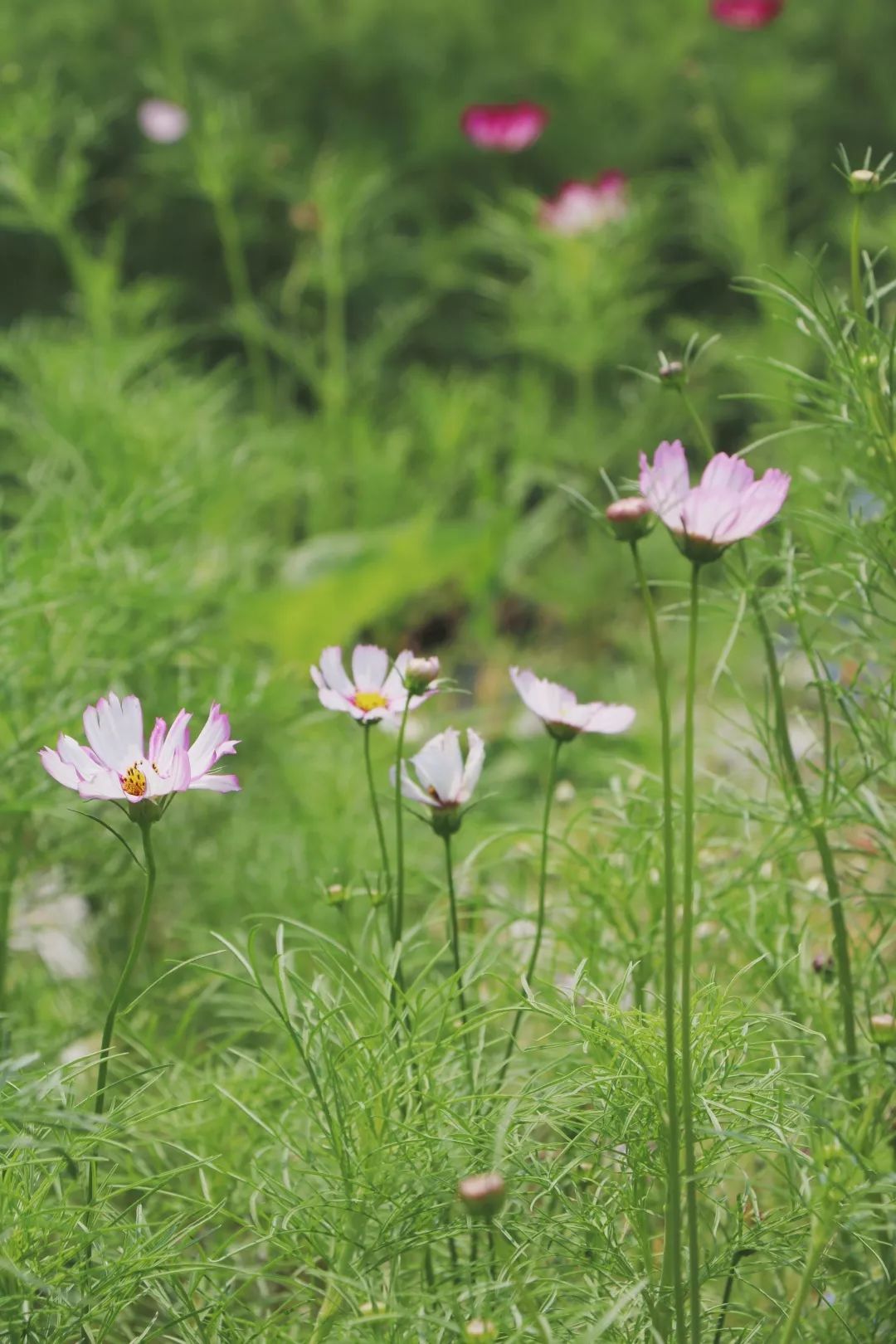 格桑花开花开成海