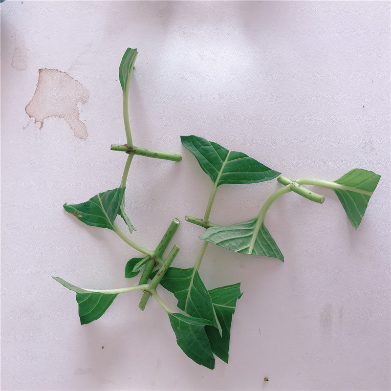 原创绣球扦插挑战6月高温时嫩芽来扦插您说能活命吗