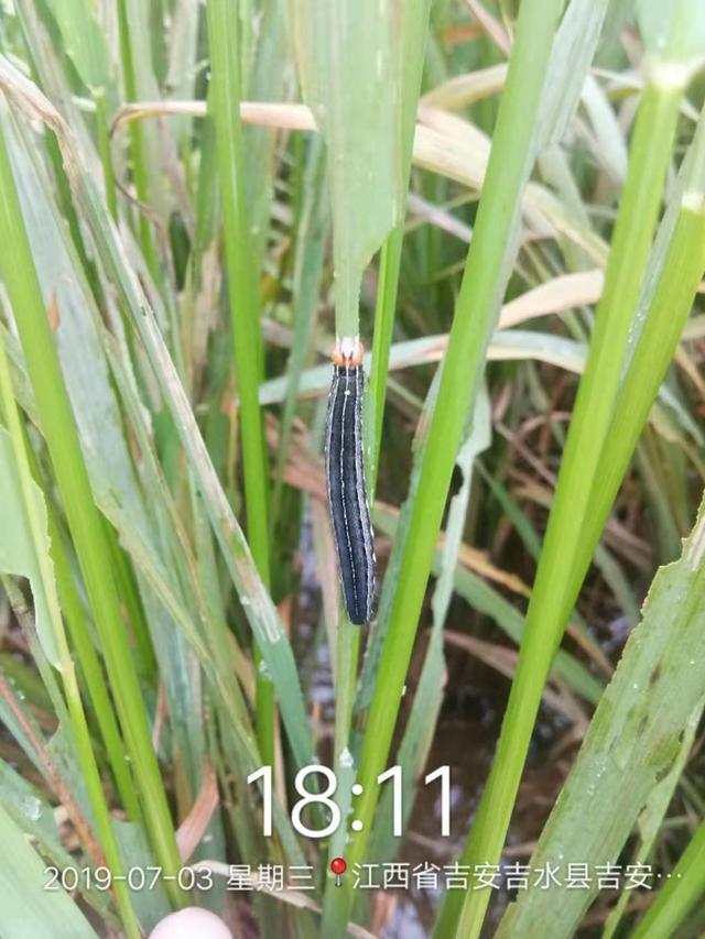 这是粘虫水稻玉米上粘虫不是草地贪夜蛾暴食期粘虫食量惊人