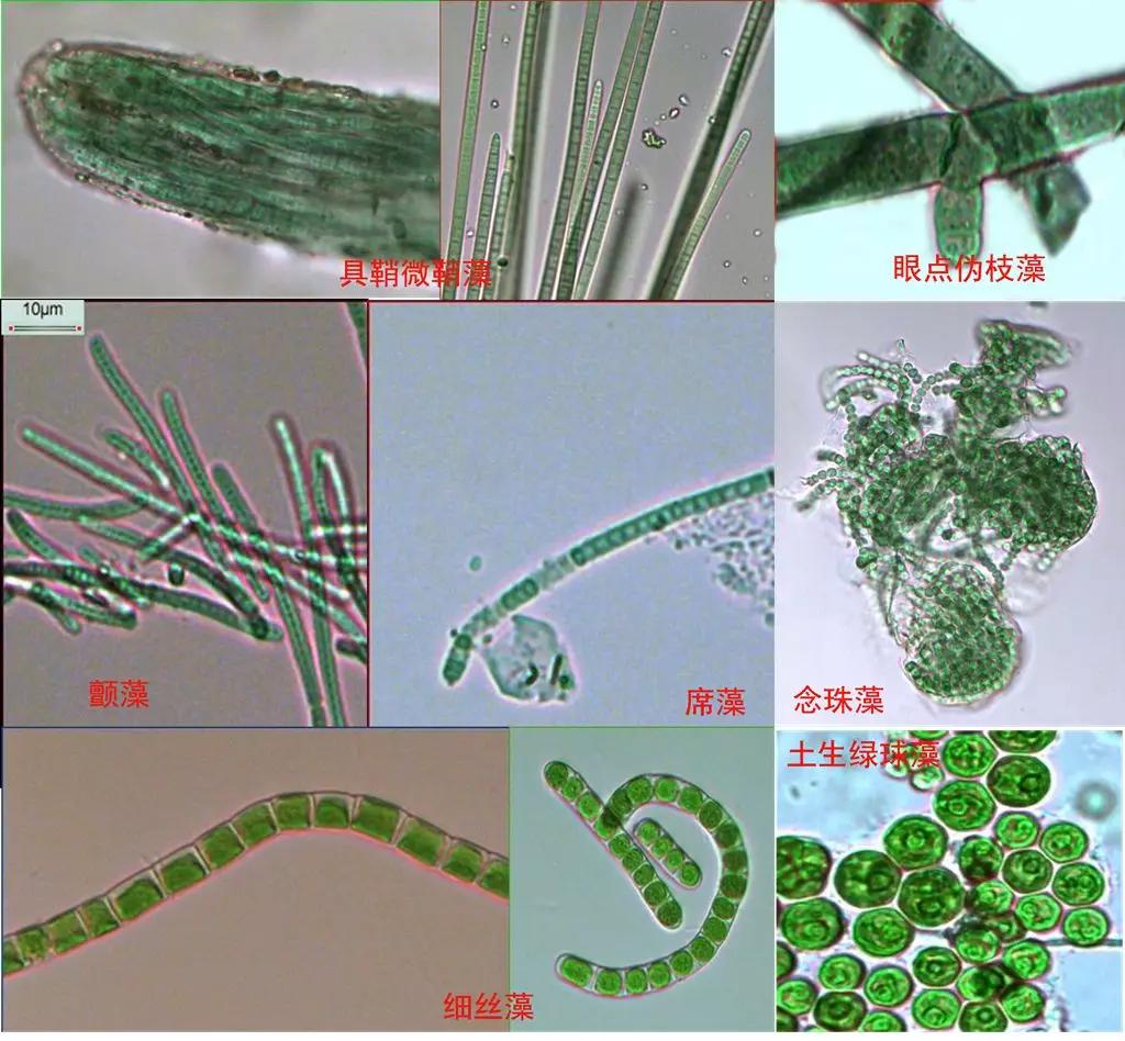 原来,它是由细菌,真菌,蓝绿藻,地衣和苔藓植物等孢子植物类群与土壤