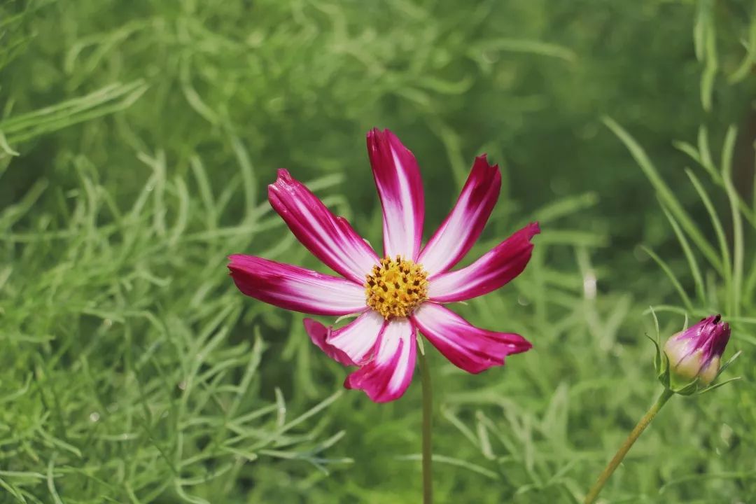 格桑花开花开成海