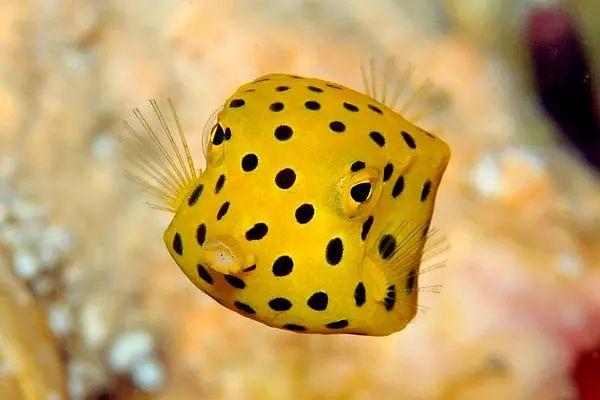 你拼死要吃的到底是河豚还是河鲀