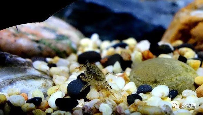 迷你豹点苏蟹小家伙等你撩