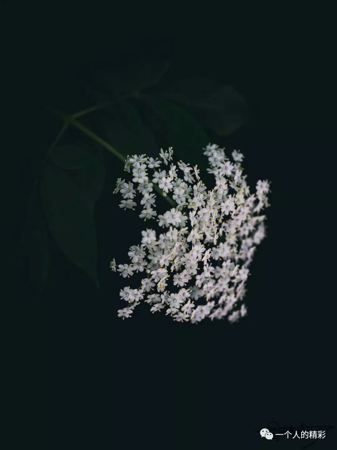 一抹残花终成往事驰我无穷的想象某个夜深的素盏前总会淡忘燃烧