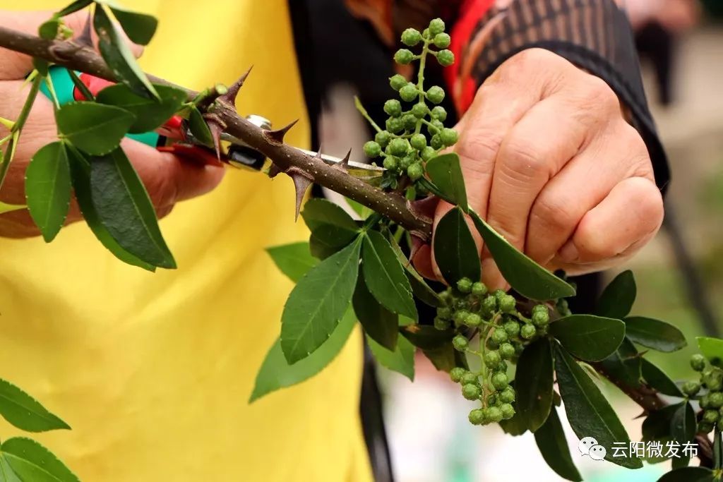 大阳举行花椒采摘比赛她俩30分钟摘了35000颗