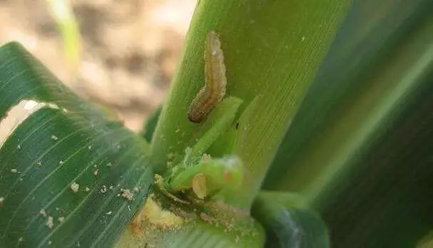 玉米钻心虫防治,用一次管一季,干净又彻底!