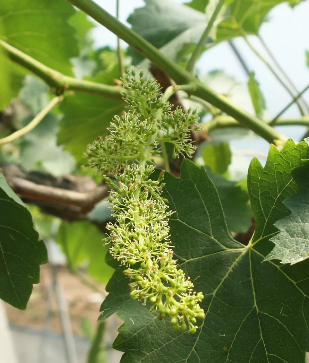 心心有机葡萄正式上架浓郁香草味夏黑葡萄来啦