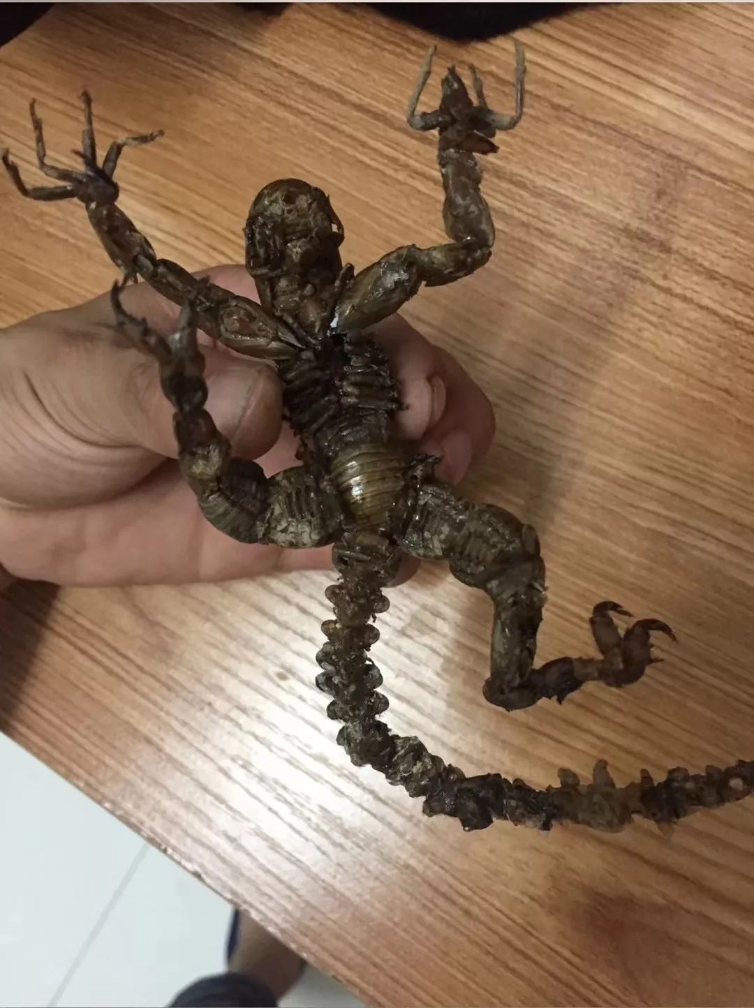 这才叫牛人马了猴吃成这样太厉害了