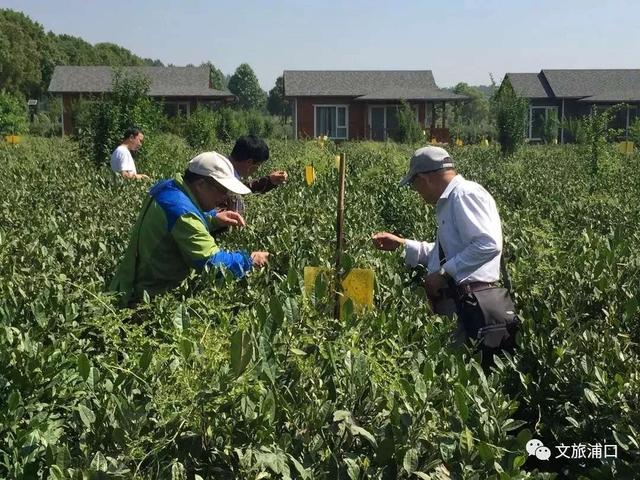南京这个以茶闻名的村庄值得来一趟