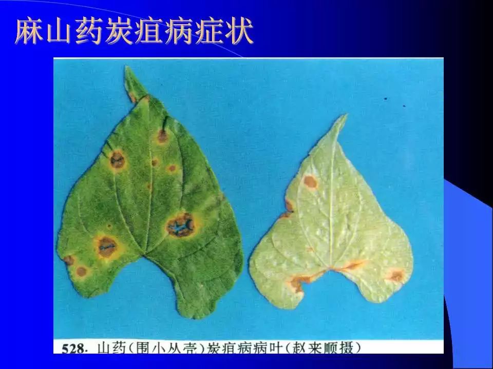 炭疽病图谱收集
