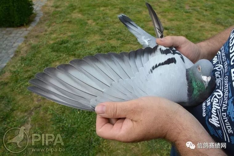 资讯抢先快看2019利蒙治ii冠军路克西翁获成鸽组冠军