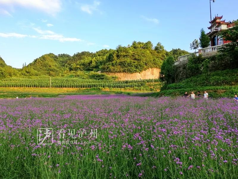 人少免費花美丨噓大多數瀘州人還不知道這片花海