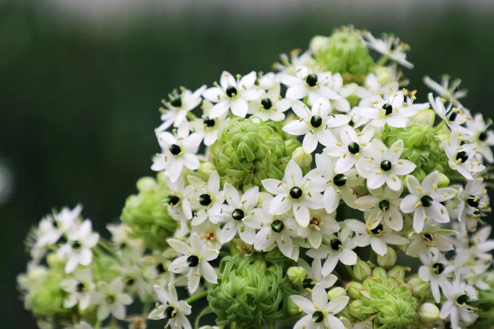 新品快来天鹅绒太美啦