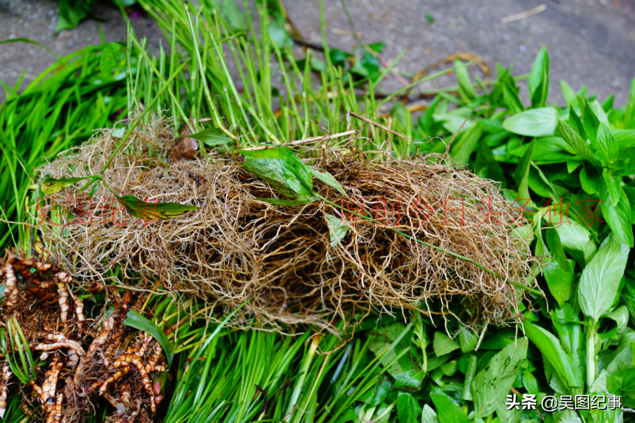 贵州:家乡赶乡场,新鲜蔬菜及土特产让人充满浓浓乡愁