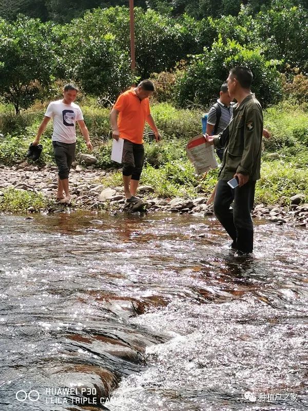 夏雨抚桔园展除耀八桂丨大型除青苔体验活动绽放荔浦