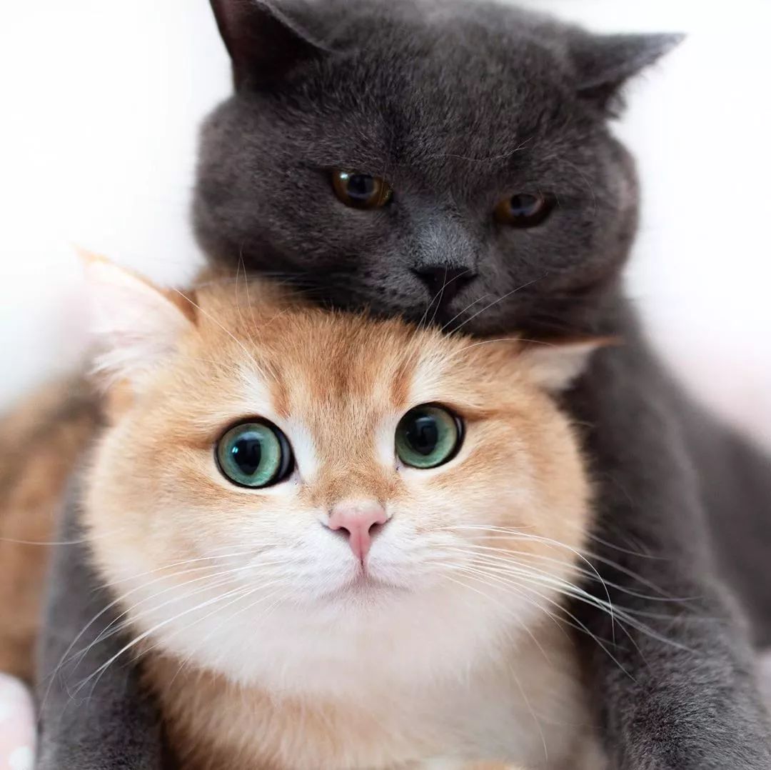 三兄妹一起表演叠猫猫,一大早就被完全治愈了