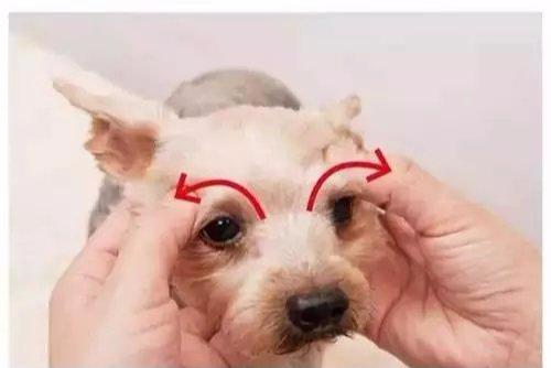 宠主平时可以每周帮狗狗做三次眼部按摩,这样不仅能帮狗狗疏通泪管