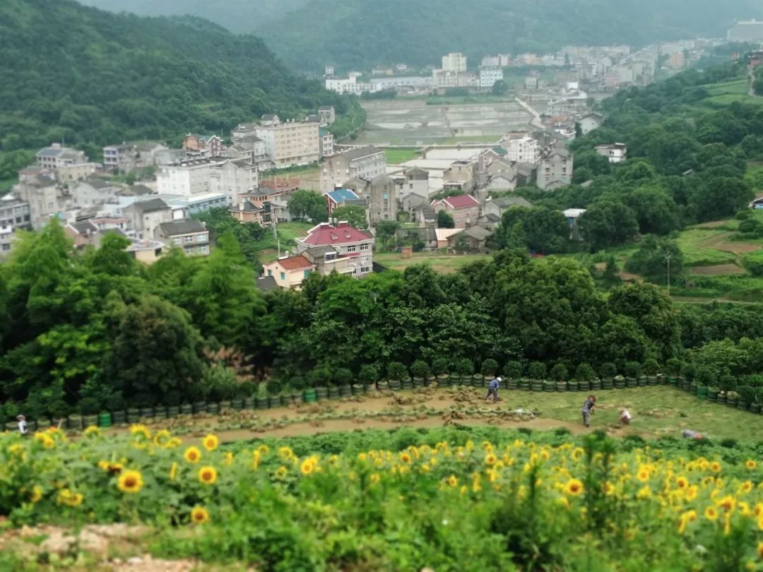 【青出游】温岭城南向日葵开好了,趁人少赶紧去!~_后岭