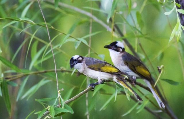 鸟类摄影:夏日的鸟儿叫喳喳