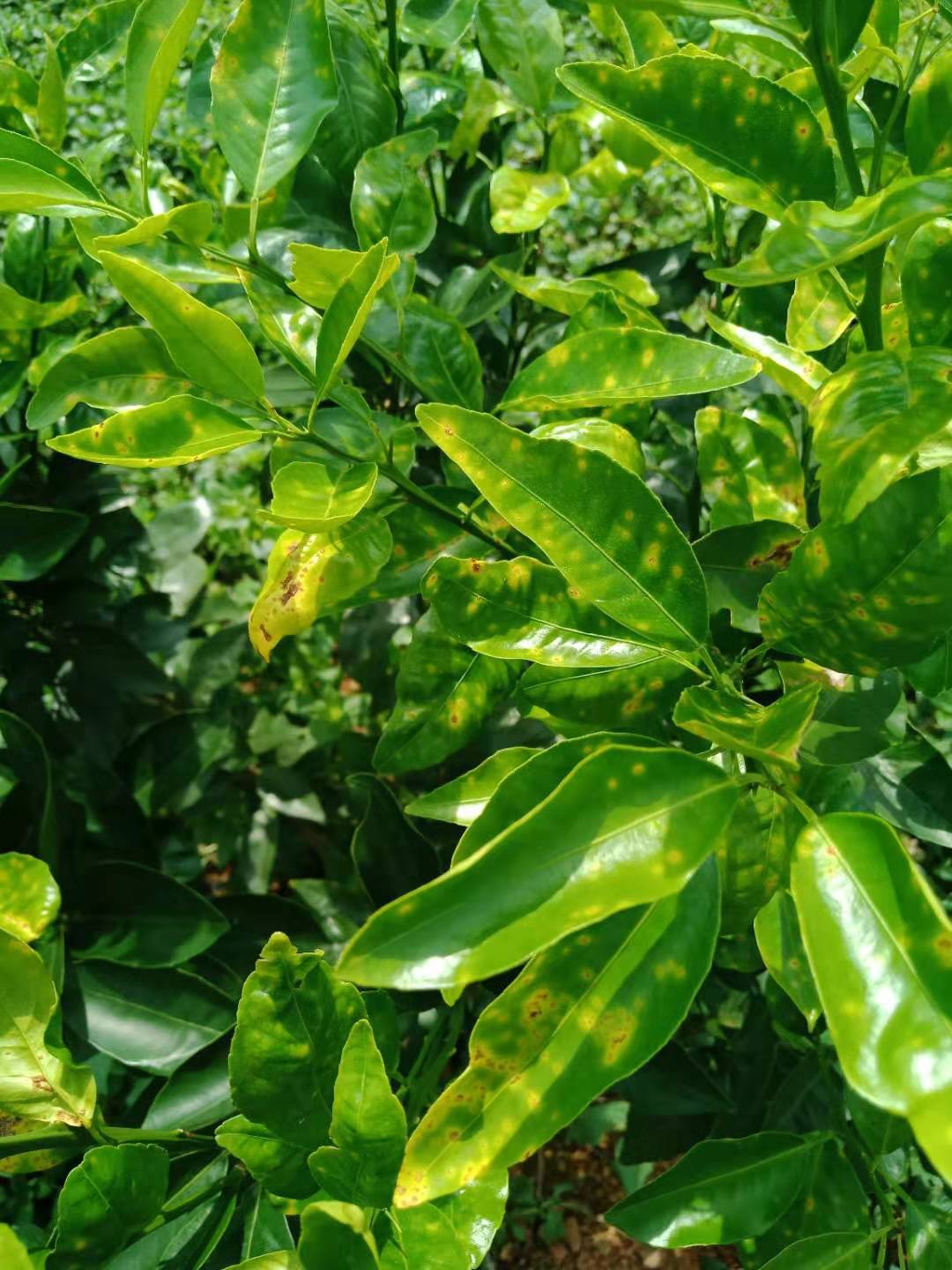 柑橘溃疡病太难治怎么办