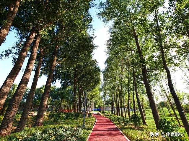 顺义首个城市森林绿地开园迎客