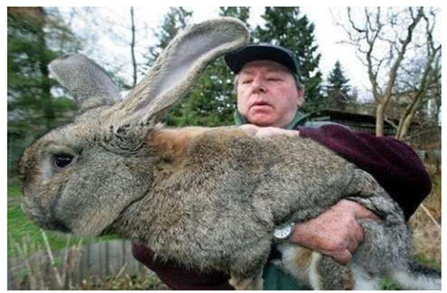 澳大利亚兔子有多大图片