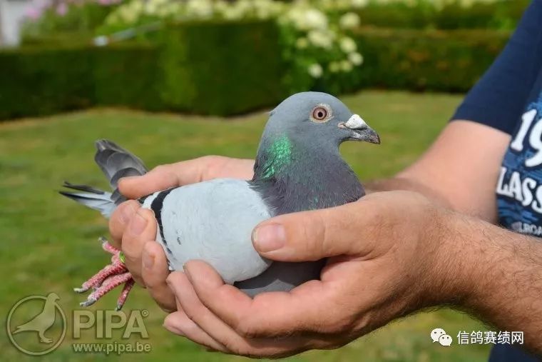 资讯抢先快看2019利蒙治ii冠军路克西翁获成鸽组冠军