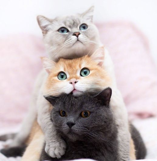 三兄妹一起表演叠猫猫,一大早就被完全治愈了
